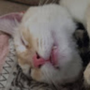 Meet your Posher, Sidonah